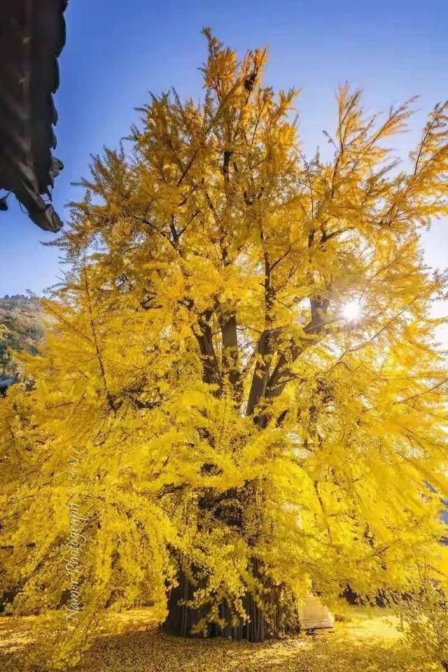 最旺运的风水树（家里养这5种树，好看又好闻，好看又大气！）