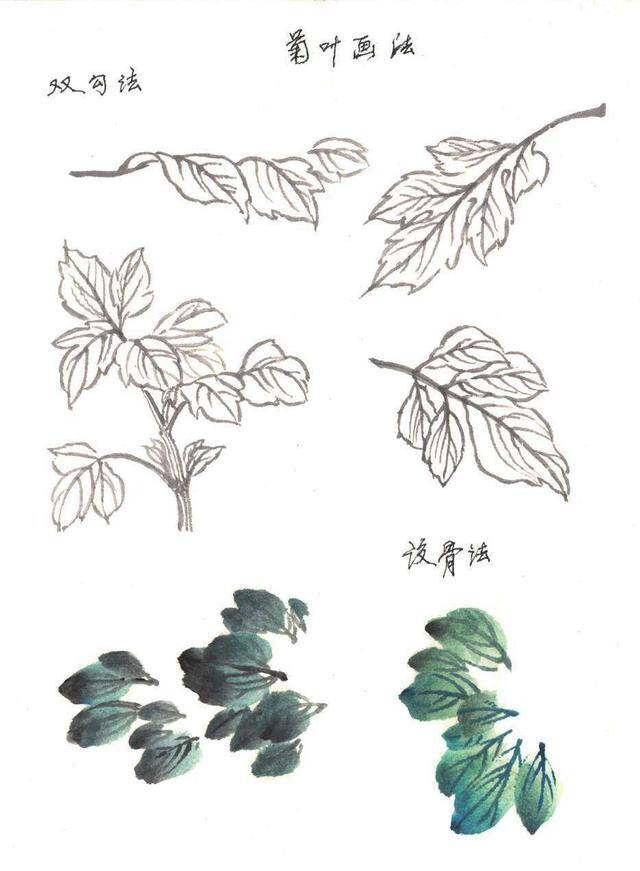 绘画技法教程（菊花的绘画技法）