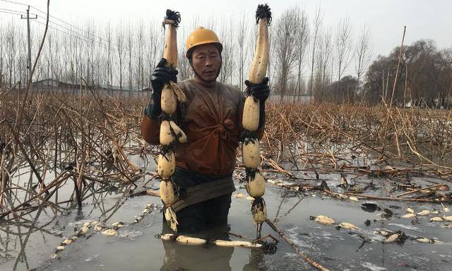 什么手艺好学又赚钱（为什么有些人喜欢挖藕？）
