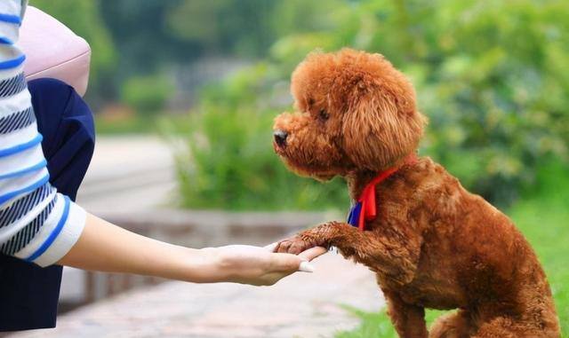 新手适合养什么狗（最好养的6种宠物犬，给它们吃的就能养活，很适合新手饲养！）