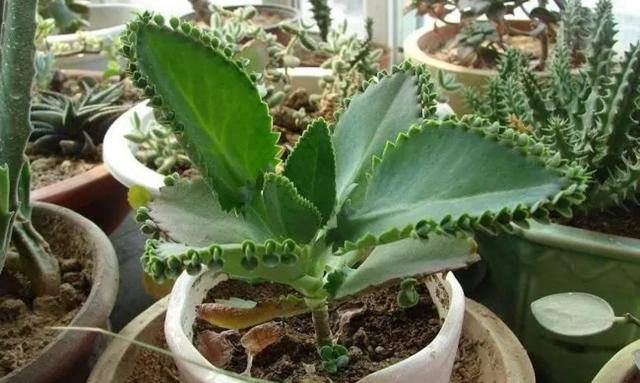 家庭养殖业什么最赚钱（这4种植物，养上一盆，就能繁殖上百棵小苗）