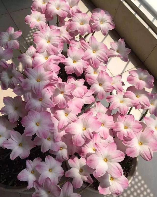 种花赚钱的软件（家里养芦荟，养成这样，一盆变多盆！）
