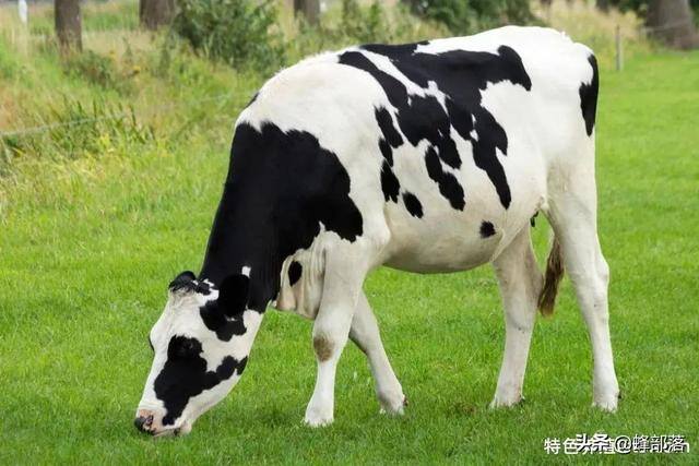 农村适合养殖什么项目（在农村，生猪养殖亏损，哪些养殖项目可以熬制阿胶润？）