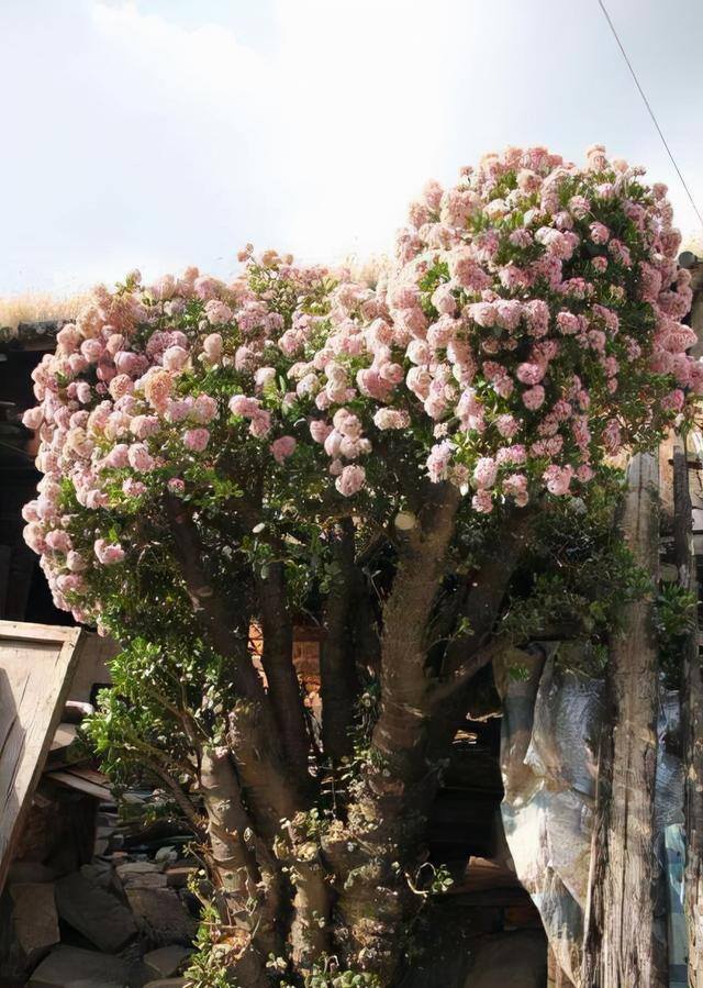 适合客厅养的大型植物有哪些（家里养这几种树，好兆头！）
