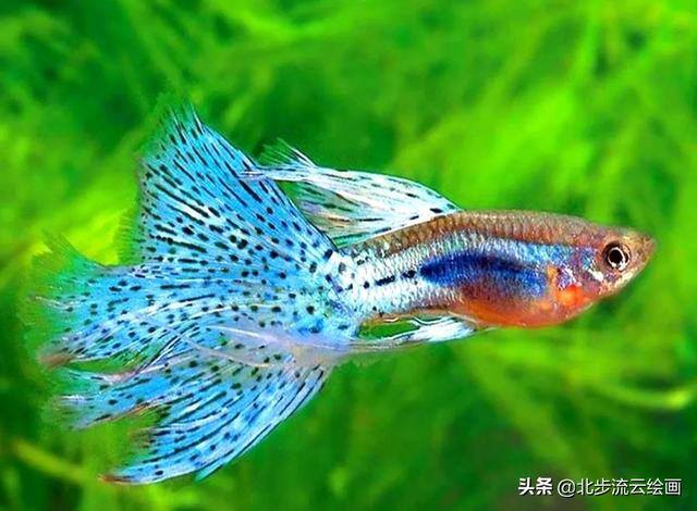 简单画画 儿童（儿童简笔画教程：小鱼，简单易学的绘画步骤）
