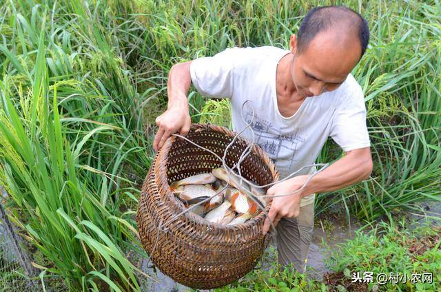 农村什么养殖销路好（如今农村除了养猪能赚钱外，养殖什么销路好又能多赚钱？）