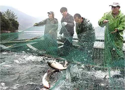 养鱼一亩能有多少利润（水塘养鱼的成本支出）