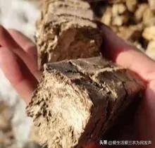 农村有什么好的创业项目见效快（出口枳实项目）