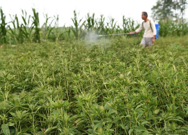 目前农村种植什么最好赚钱（农民种植这些农作物，一亩地能赚多少钱？）