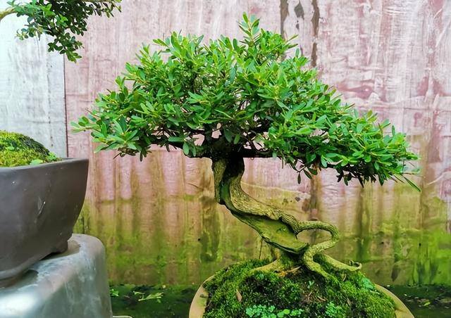 一进门口摆放什么植物旺风水（家里种这7种树，寓意吉祥，富贵又吉祥）