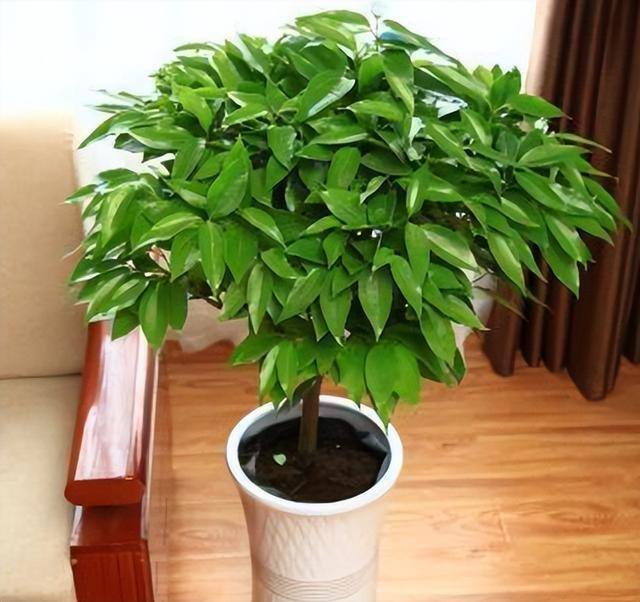 家里阳台种什么植物风水好又旺财（家里养这6种植物，寓意着招财进宝，寓意着财运好）