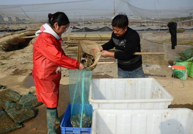 蟾蜍养殖收入高为什么没人养（蟾蜍在农村地头随处可见，蟾衣为何如此稀罕？）