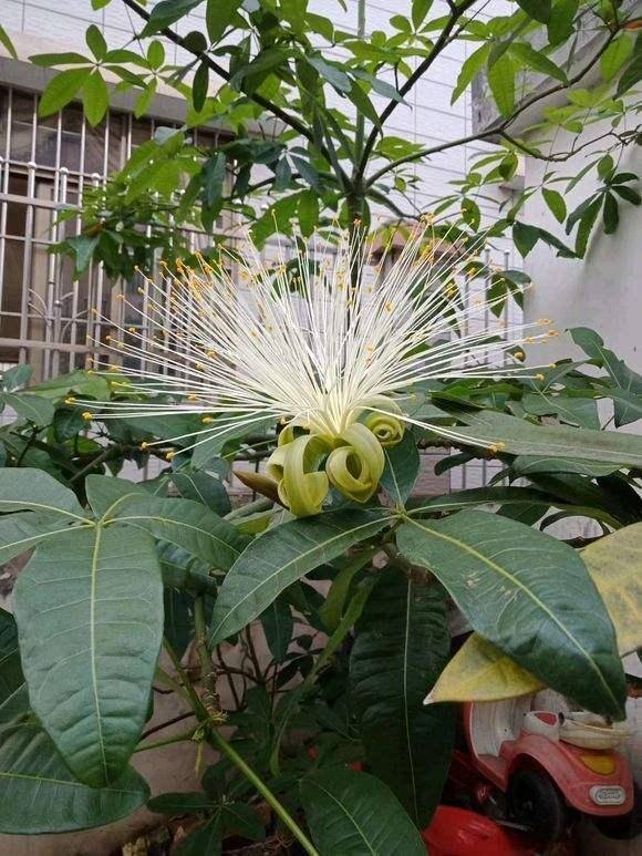 适合客厅养的大型植物有哪些（家里养这几种树，好兆头！）