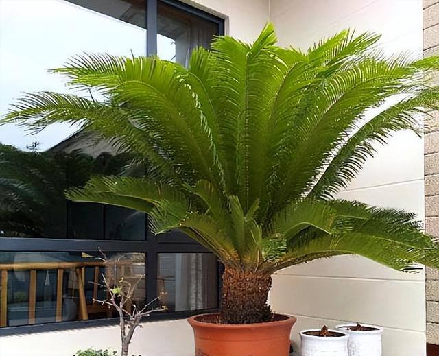 适合客厅养的大型植物有哪些（家里养这几种树，好兆头！）