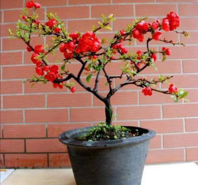 海棠花的种植方法及养护（养海棠盆栽，几个关键养护要做对，才能大量开花）