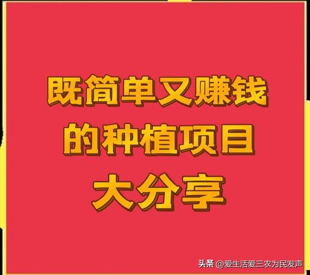 种植什么药材周期短还赚钱（农村种植紫色大白菜赚钱吗？）