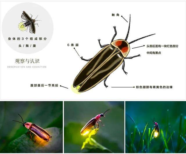儿童画夏天简单又漂亮（夏夜里的萤火虫）