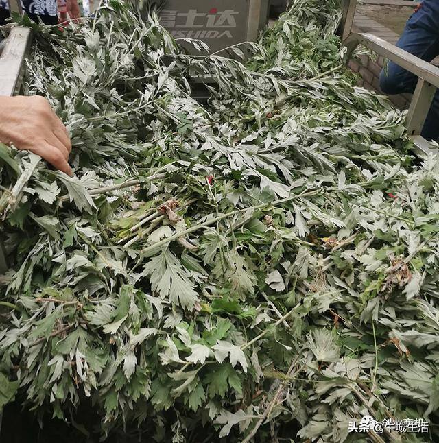 菜市场冷门商机（广西老板下乡大量收购粽叶，年赚100万）
