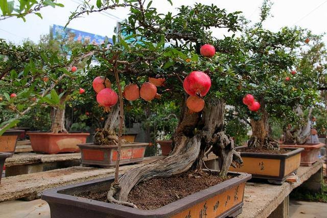 家门口种什么树风水好 农村（葡萄树、桂花树、金桔树、石榴树、桂花树的寓意，你知道吗？）