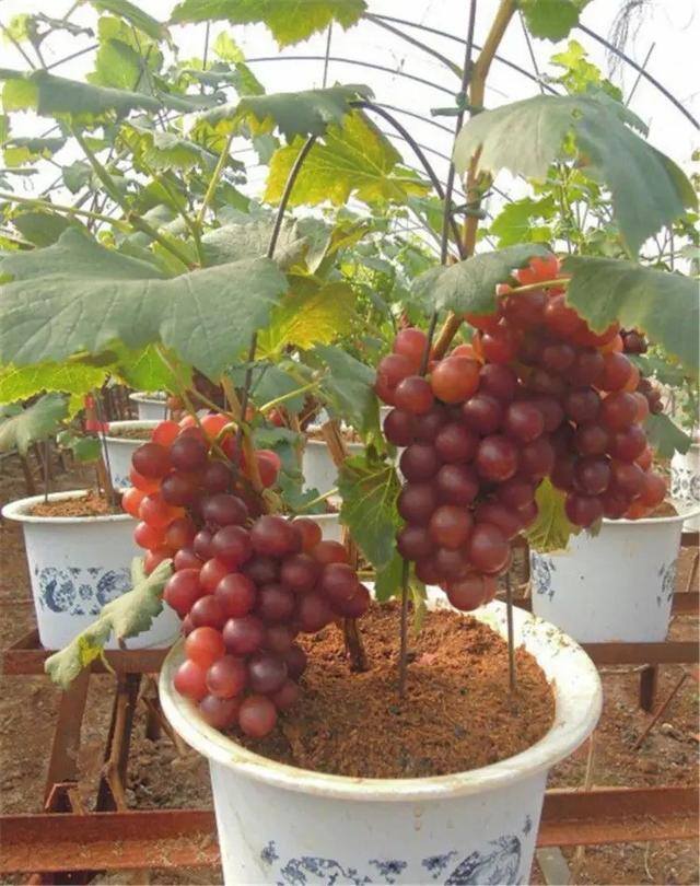小型室内种植致富（阳台种上这几种水果树，果子多又甜蜜，好吃又好看！）