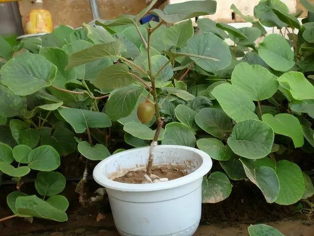 小型室内种植致富（阳台种上这几种水果树，果子多又甜蜜，好吃又好看！）