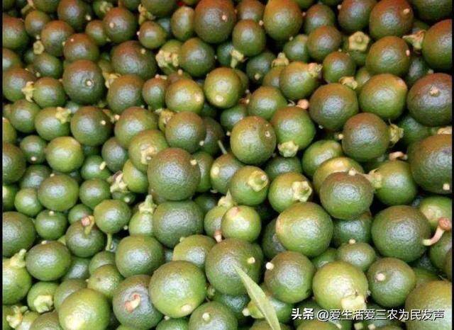 农村有什么好的创业项目见效快（出口枳实项目）