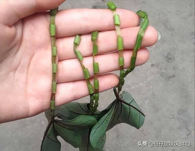 8岁做手工（70、80后童年有哪些记忆？）