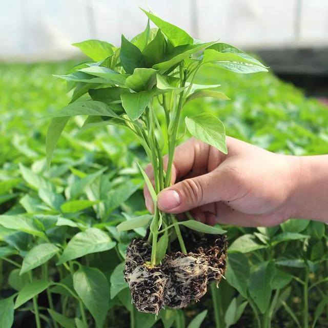 农业发展有什么好项目可以赚钱（在农村种植什么蔬菜比较赚钱？）