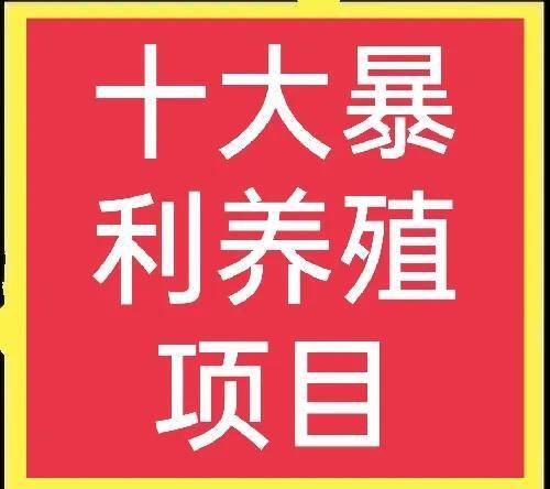 致富养殖好项目（香鹑给大家分享十个高收益项目，想赚钱的别错过）
