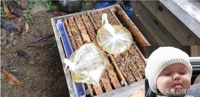 养蜜蜂一年能赚多少钱（蜜蜂喂养白糖的数据）