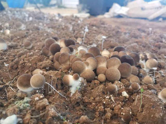 种蘑菇一年能挣多少钱（95后小哥回到农村老家种植平菇3个大棚半年赚了20万）