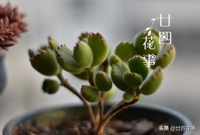 10种公认阳台最好养的多肉（阳台养多肉植物，光照不足，叶片会徒长的5种品种）