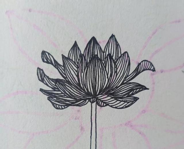 莲花怎么画简单又好看（黑白线描画《花瓶和花》）