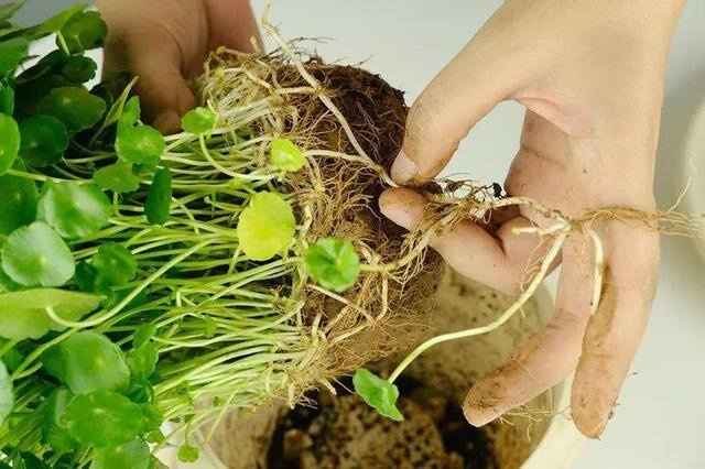 种花赚钱的软件（家里养芦荟，养成这样，一盆变多盆！）