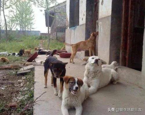 养狗挣钱吗（农村养殖肉狗挣钱吗？）