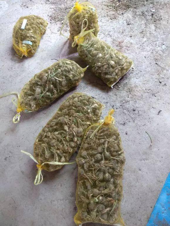 种花赚钱的软件（家里养芦荟，养成这样，一盆变多盆！）