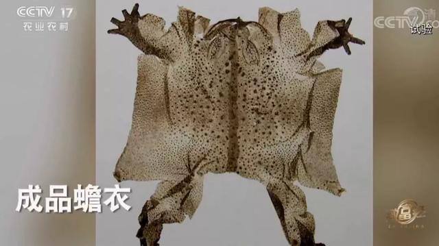 浙江女孩养殖蟾蜍致富（青蛙市场价格暴跌）