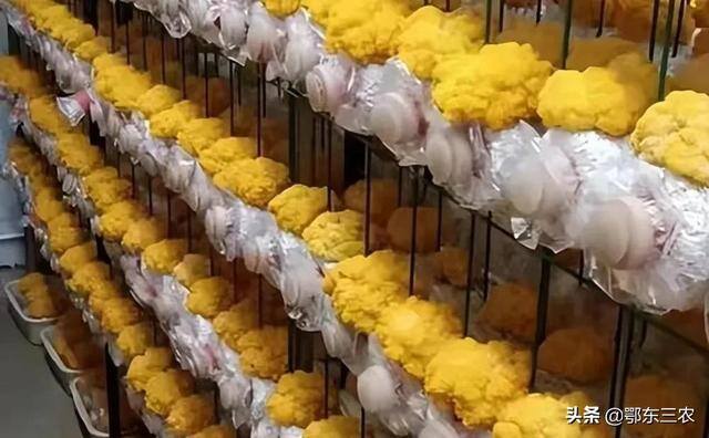 金耳菌种植挣钱吗（“金耳”与其它颜色的木耳有什么区别吗？）