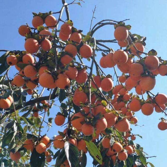 最旺运的风水树（家里养这5种树，好看又好闻，好看又大气！）