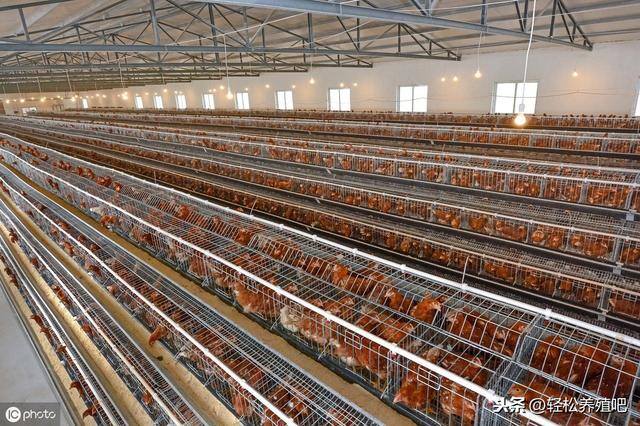 养蛋鸡一万只要投资多少钱（新建一个1万的蛋鸡养殖场，需要投入多少？）
