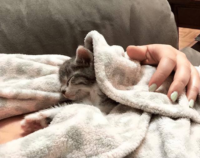 养猫好吗（养猫有这7大好处！不瞒你说，这是有科学依据的，别不信！）