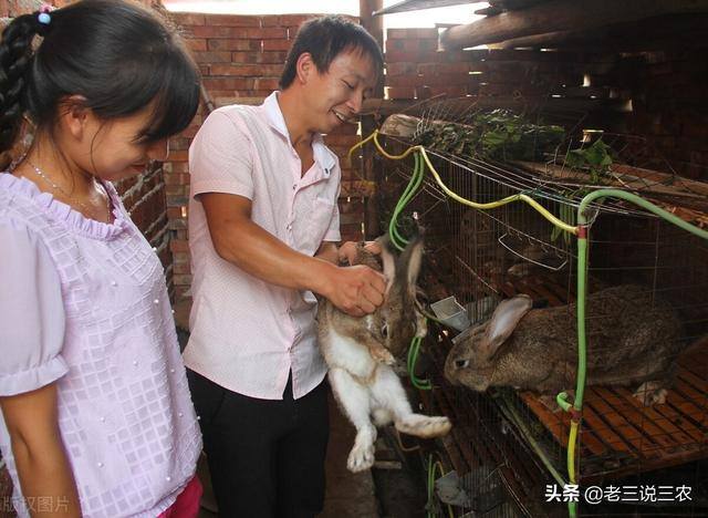 兔子养殖利润（肉用幼兔饲料配比方法）