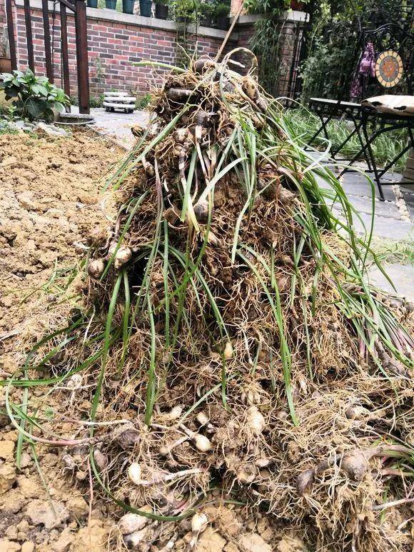 种花赚钱的软件（家里养芦荟，养成这样，一盆变多盆！）