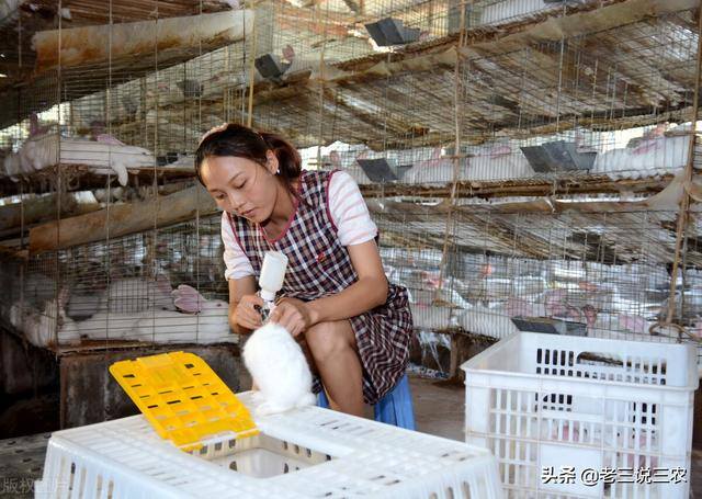兔子养殖的利润怎么样（养兔想赚钱，选择好品种是成功的一半）
