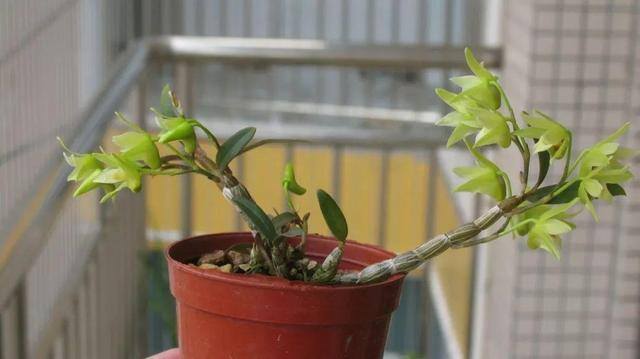 灵芝的栽培养殖方法（这5种花，又好看又能当药材，养一盆身体倍棒！）