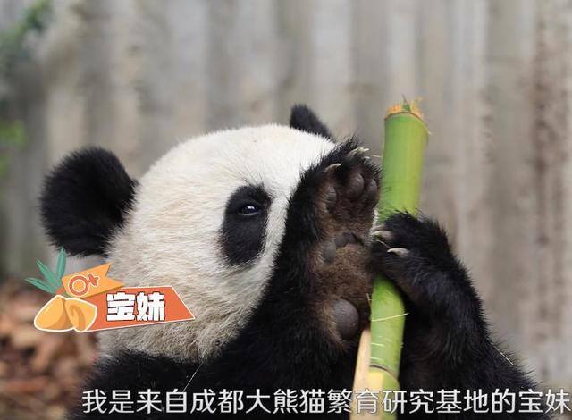 熊猫游戏（《新天龙八部》成都熊猫基地认养大熊猫，每年便宜150w）