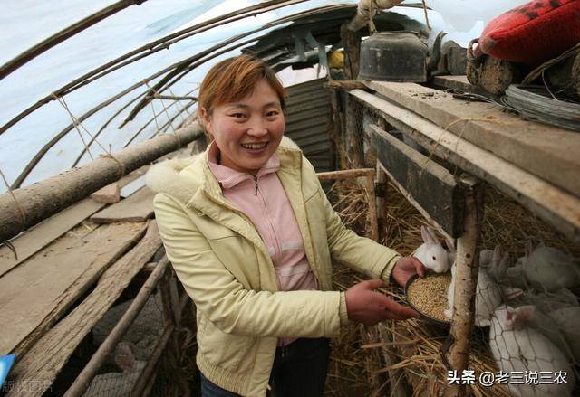 兔子养殖的利润怎么样（养兔想赚钱，选择好品种是成功的一半）
