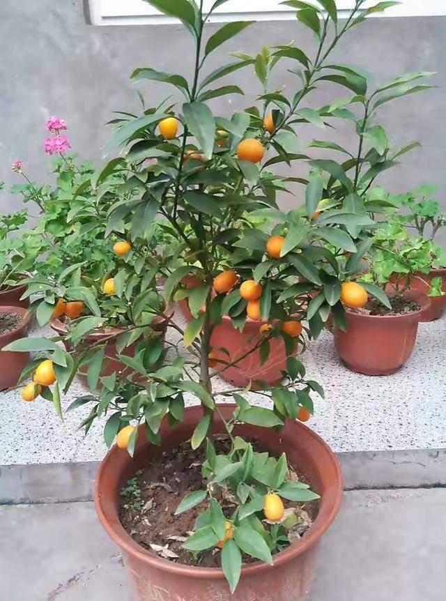 小型室内种植致富（阳台种上这几种水果树，果子多又甜蜜，好吃又好看！）