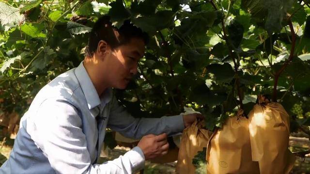 种葡萄一亩地能挣多少钱（农村小伙种葡萄，一年能赚100多万元，他是如何做到的？）