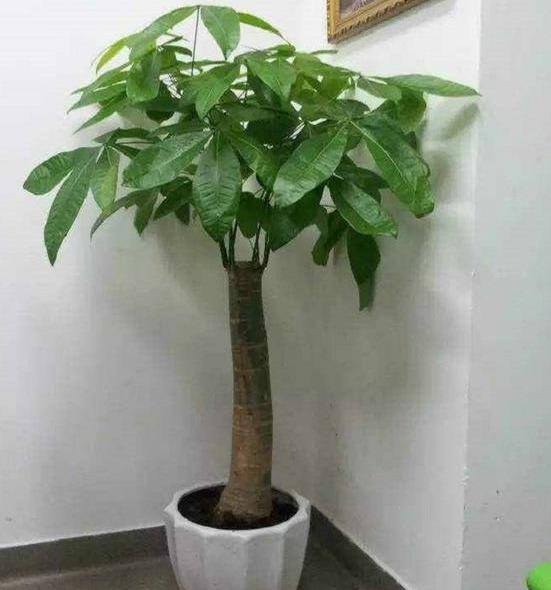 发财树浇水（发财树浇水的时候积水怎么办？）